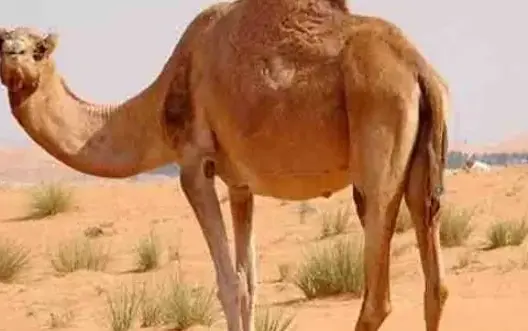 انطلاق فعاليات الدورة التاسعة لأسبوع الجمل بكلميم