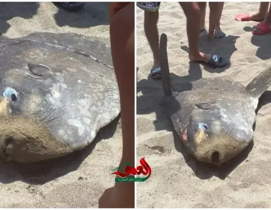 العثور على سمكة غريبة بوادلاو.. ومصطافون يتمكنون من إنقاذها (صور)