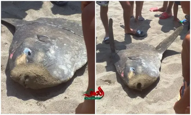 العثور على سمكة غريبة بوادلاو.. ومصطافون يتمكنون من إنقاذها (صور)