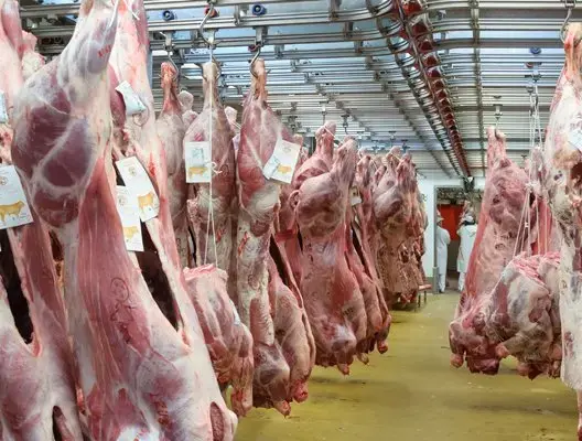 في احترام للشروط الصحية.. ذبح 404 من رؤوس الأغنام بمجازر البيضاء خلال العيد
