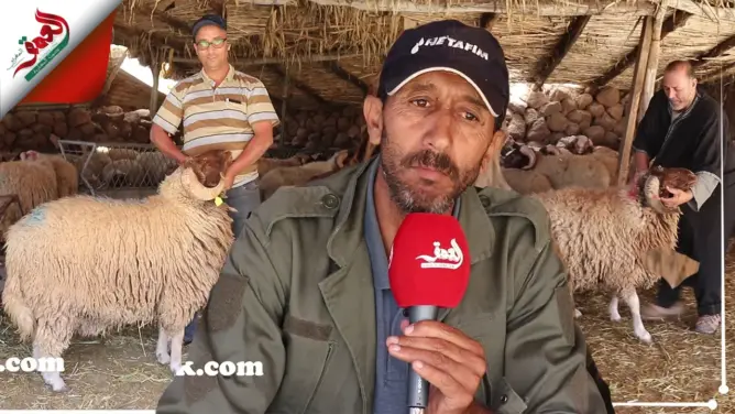 تعرف على كيفية معرفة جودة “أضحية العيد” وطرق تربيتها السليمة (فيديو)