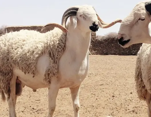 مجازر الدار البيضاء تحدد تسعيرة ذبح أضاحي العيد وإيوائها