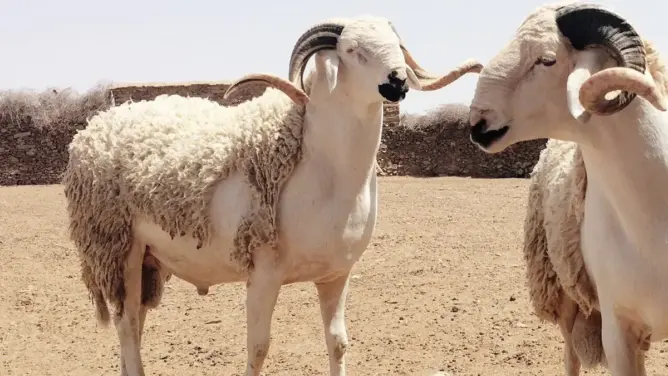 مجازر الدار البيضاء تحدد تسعيرة ذبح أضاحي العيد وإيوائها