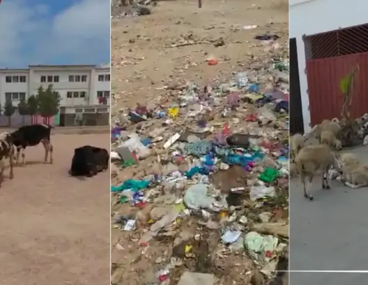 احذروا.. كسابة يعلفون أضاحي العيد من “زبالات” سيدي مومن بالبيضاء (فيديو)