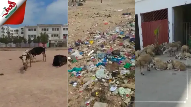 احذروا.. كسابة يعلفون أضاحي العيد من “زبالات” سيدي مومن بالبيضاء (فيديو)