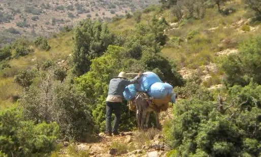 النهب يطال نبتة “أزير” بإقليم ميدلت.. ومطالب بعقوبات زجرية في حق المخالفين