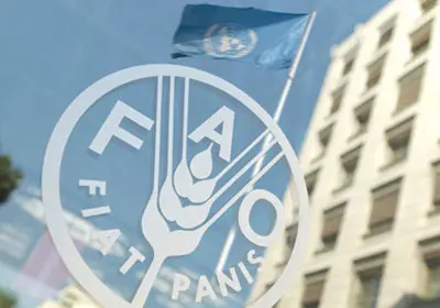 الفاو تحذر من تفشي الجراد الصحراوي في اليمن والقرن الأفريقي