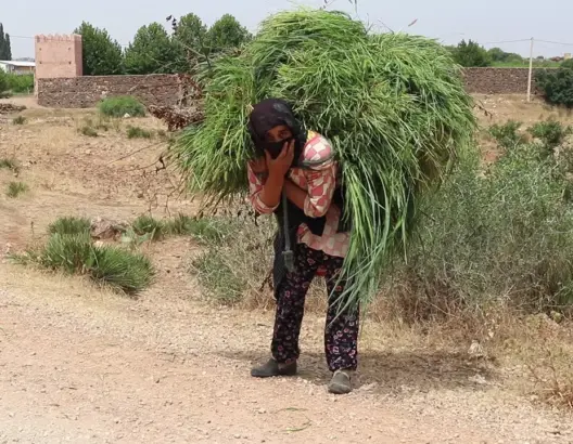 كريمة.. قروية تعيل أسرتها بالحطب وتوجه رسالة قوية للمسؤولين (فيديو)