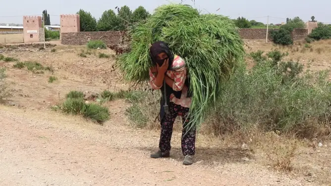 كريمة.. قروية تعيل أسرتها بالحطب وتوجه رسالة قوية للمسؤولين (فيديو)