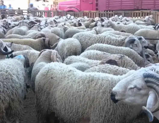 قبيل العيد بساعات.. بيضاويون يشتكون ندرة الأضاحي وارتفاع أسعارها