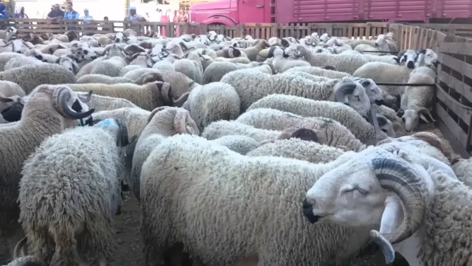 قبيل العيد بساعات.. بيضاويون يشتكون ندرة الأضاحي وارتفاع أسعارها