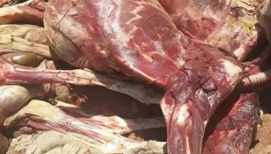 اعتقال جزار متلبسا بنقل الذبيحة السرية لترويجها بعين تاوجطات
