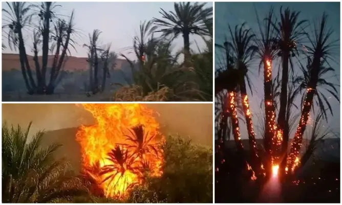حرائق واحة “الرتب”.. إسهام في التشخيص والوقاية
