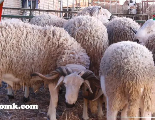 كساب يتحدث عن الحمى القلاعية.. وينفي تسمين الأكباش بفضلات الدجاج (فيديو)