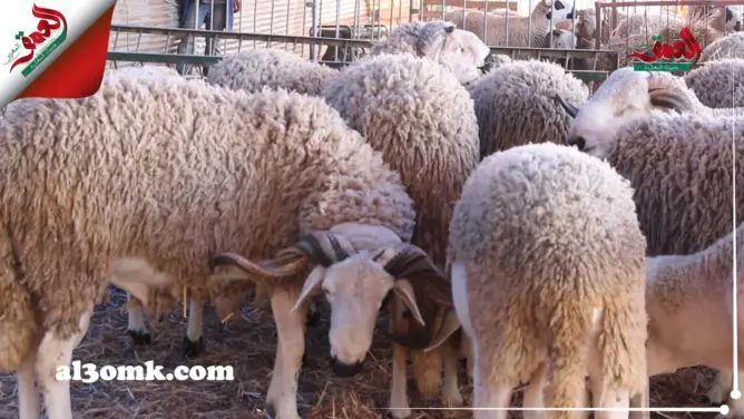 كساب يتحدث عن الحمى القلاعية.. وينفي تسمين الأكباش بفضلات الدجاج (فيديو)