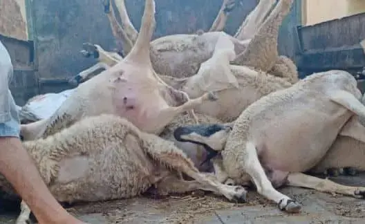بعد “تسميم” أغنام قبيل العيد .. الدرك يعتقل سيدة وابنها بأمزميز
