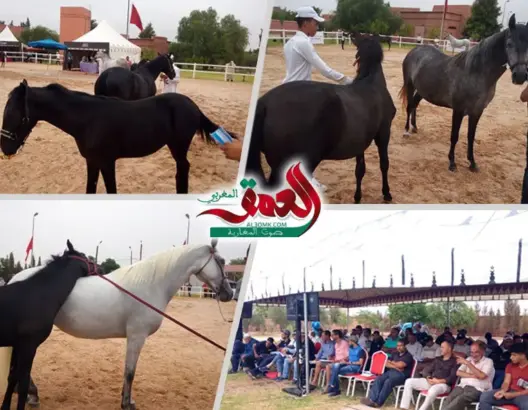 تأهل 20 منهم فقط .. 120 فرسًا عربيا بربريا يتنافسون بمراكش (صور)