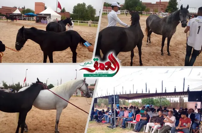 تأهل 20 منهم فقط .. 120 فرسًا عربيا بربريا يتنافسون بمراكش (صور)