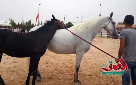 غياب الدعم يُدخل مربي الخيول في أزمة .. وجمعيات تطلق نداءً لإنقاذ القطاع
