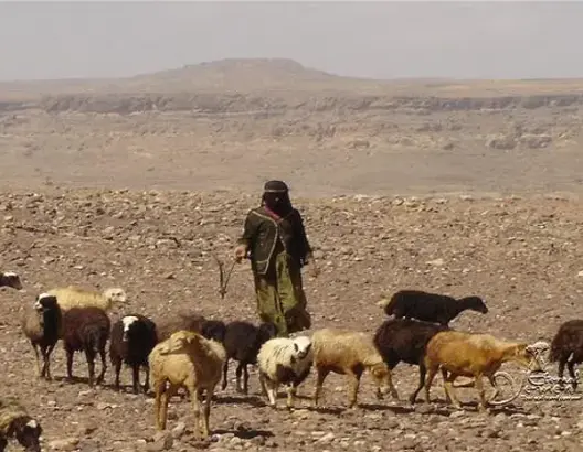 راعية أغنام تلقى حتفها بجبال زاكورة.. هل للفيضانات علاقة؟