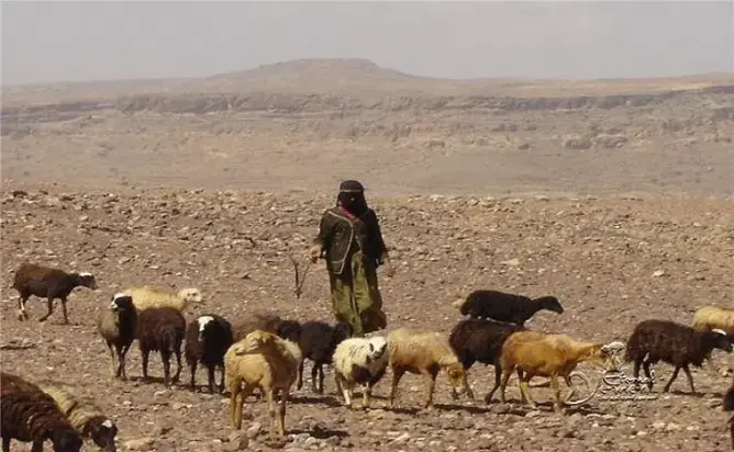راعية أغنام تلقى حتفها بجبال زاكورة.. هل للفيضانات علاقة؟