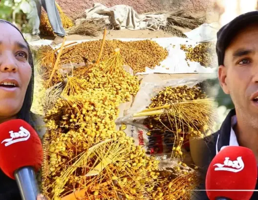 أوفوس.. هكذا يصارع البسطاء الحرائق لجني محصولهم من الثمور (فيديو)