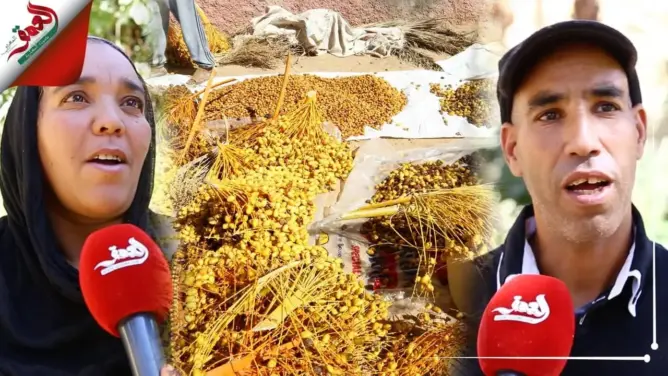 أوفوس.. هكذا يصارع البسطاء الحرائق لجني محصولهم من الثمور (فيديو)