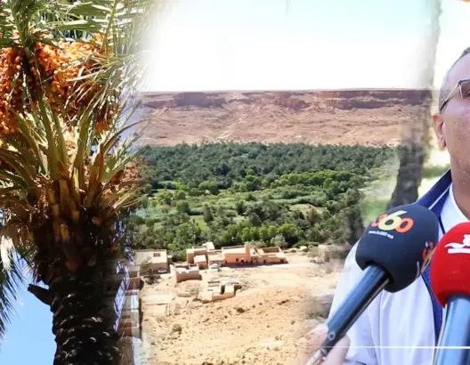 مهندس فلاحي: هذا ما تنتجه كل نخلة سنويا.. وهكذا نتفادى الحرائق بالواحة (فيديو)