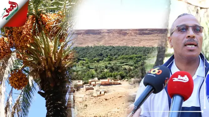 مهندس فلاحي: هذا ما تنتجه كل نخلة سنويا.. وهكذا نتفادى الحرائق بالواحة (فيديو)