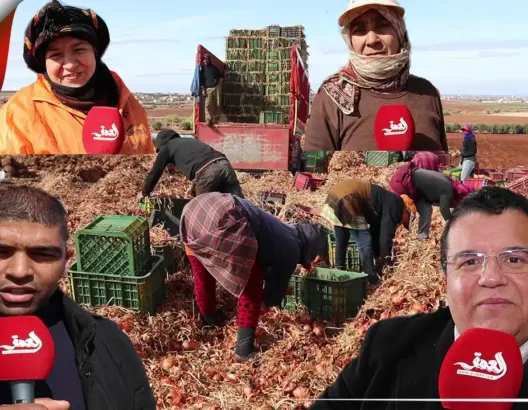 زراعة وتسويق البصل.. فلاحون بالحاجب يكشفون أسباب ارتفاع الأسعار (فيديو)