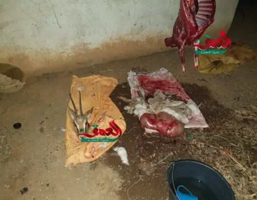 ذبح غزالة وسلخها يقود أربعة أشخاص إلى الاعتقال بتافراوت