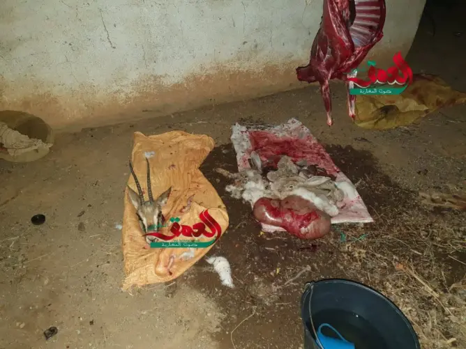 ذبح غزالة وسلخها يقود أربعة أشخاص إلى الاعتقال بتافراوت