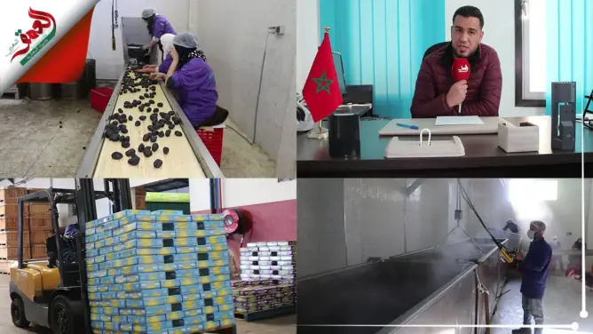 الحاجب يتصدر إنتاج برقوق الطاجين.. تعرف على طريقة تجفيفه (فيديو)