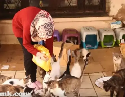 حبيبة.. مغربية وهبت حياتها للدفاع عن القطط وإيوائهم بمنزلها (فيديو)
