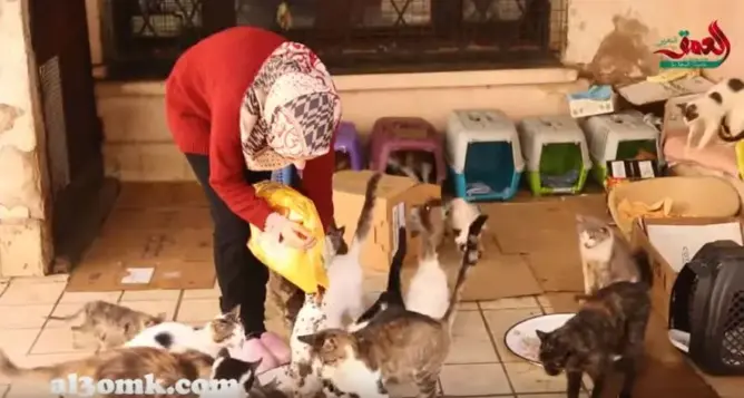 حبيبة.. مغربية وهبت حياتها للدفاع عن القطط وإيوائهم بمنزلها (فيديو)