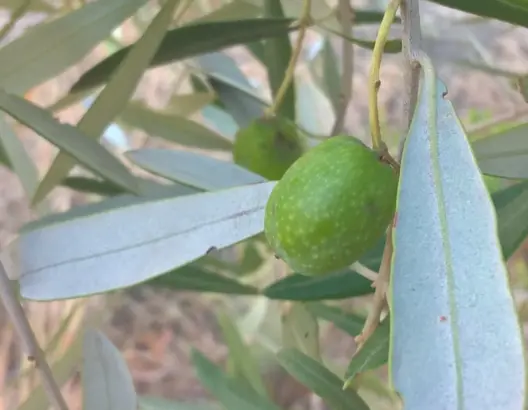 “كورونا” تؤجل الملتقى الوطني للزيتون بالعطاوية إلى موعد لاحق