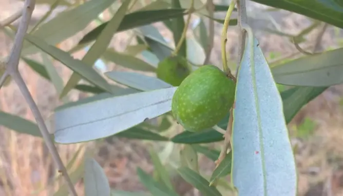“كورونا” تؤجل الملتقى الوطني للزيتون بالعطاوية إلى موعد لاحق