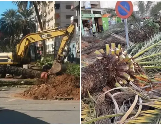 اقتلاع النخيل يثير الجدل بالقنيطرة.. نشطاء يستنكرون والجماعة توضح
