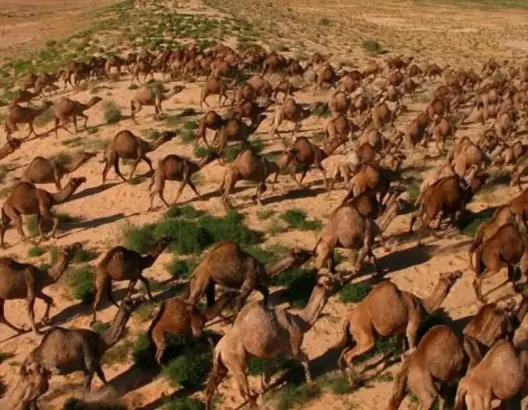 بعد نفوق نصف مليار حيوان بالحرائق.. أستراليا تقتل 10 آلاف جمل بالرصاص