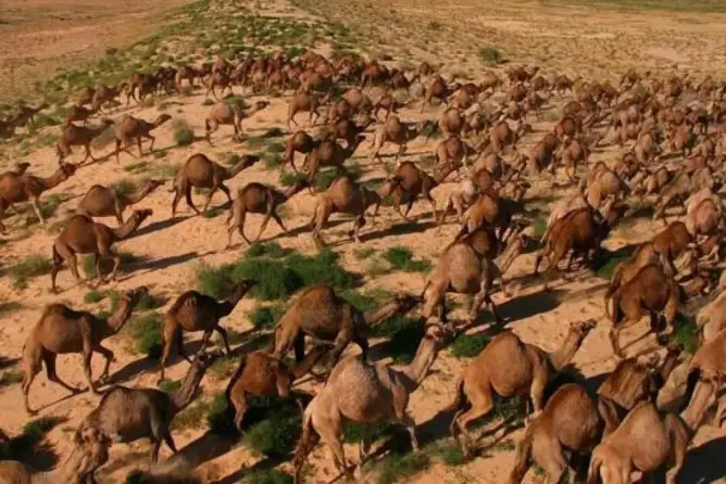 بعد نفوق نصف مليار حيوان بالحرائق.. أستراليا تقتل 10 آلاف جمل بالرصاص