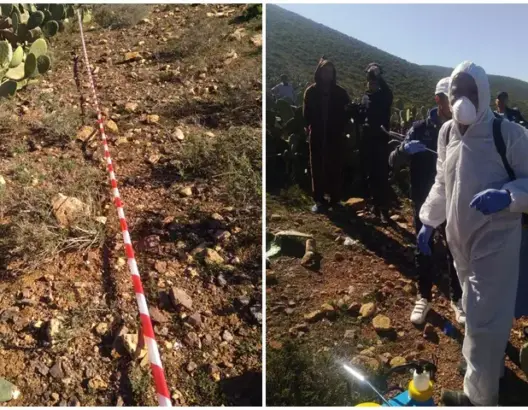 دواء إيكولوجي ينهي معاناة مزارعي الصبار مع الحشرة القرمزية (صور)