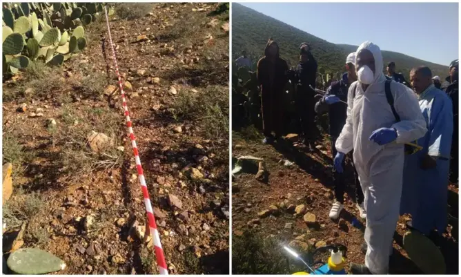 دواء إيكولوجي ينهي معاناة مزارعي الصبار مع الحشرة القرمزية (صور)
