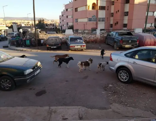الكلاب الضالة تثير مخاوف سكان بخنيفرة.. ومطالب بإيجاد حل للظاهرة (صور)