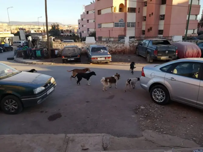 الكلاب الضالة تثير مخاوف سكان بخنيفرة.. ومطالب بإيجاد حل للظاهرة (صور)