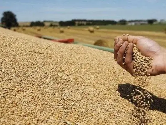 مجلس المنافسة يفجر “احتكار المطاحن”.. 7 مجموعات تسيطر على السوق وتربك السوق