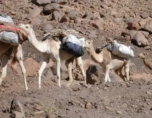 كانت على متن 10 جمال.. الجيش المغربي يُجنب الجزائر أزيد من طن من المخدرات