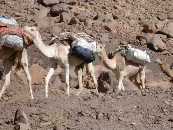 كانت على متن 10 جمال.. الجيش المغربي يُجنب الجزائر أزيد من طن من المخدرات