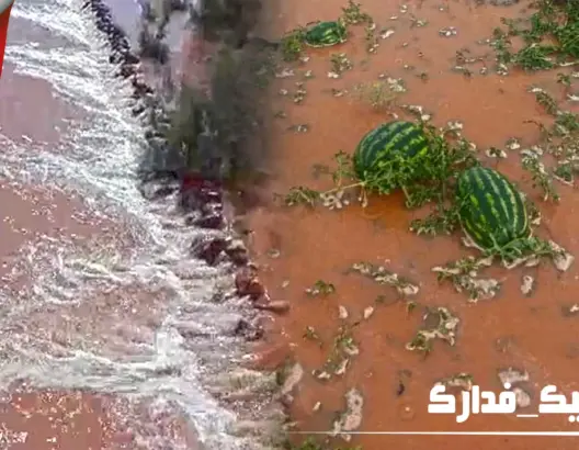 أمطار غزيرة تنعش آمال الفلاحين بزاكورة