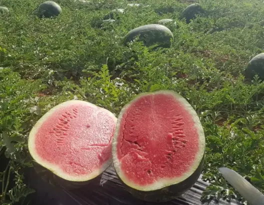 فعاليات مدنية بطاطا تحذر من استنزاف “الدلاح” للفرشة المائية بالإقليم