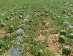 بعد منعه بإقليم طاطا.. الدلاح يشعل نقاش تقنين الزراعات المستنزفة للمياه بزاكورة